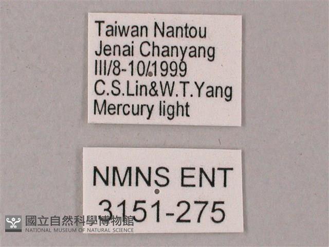 榆綠天蛾藏品圖，第3張