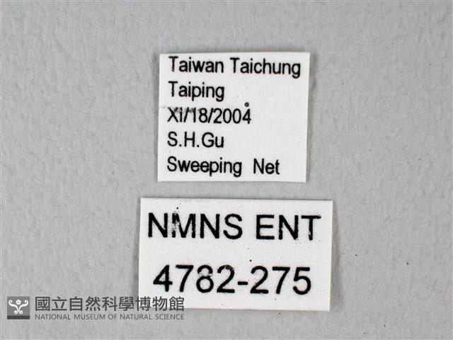 白粉蝶、紋白蝶藏品圖，第3張