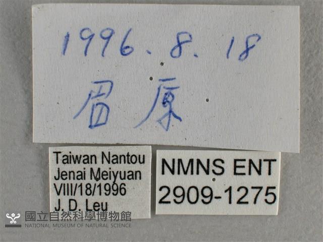 寬邊橙斑弄蝶藏品圖，第3張