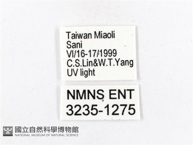 木毒蛾藏品圖，第3張