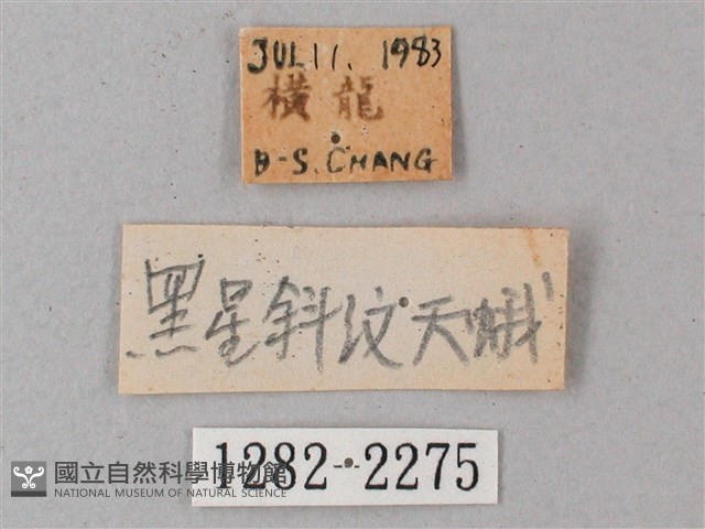 間斷斜紋天蛾藏品圖，第3張