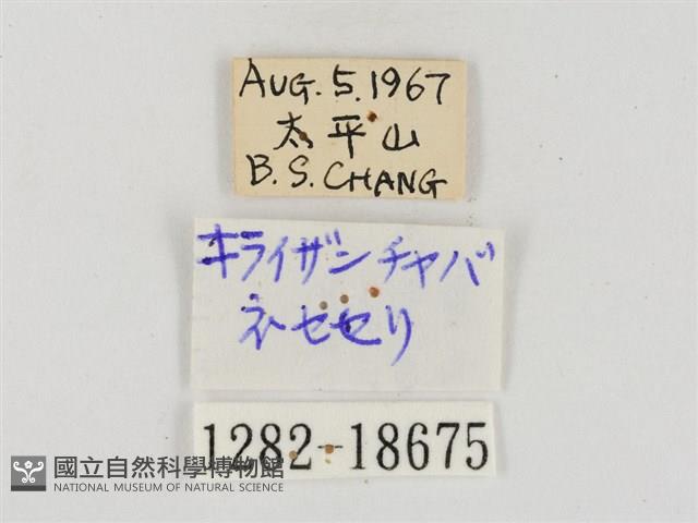 奇萊禪弄蝶藏品圖，第3張