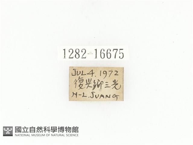 綠艷白點花金龜藏品圖，第2張