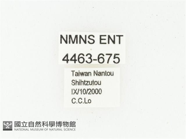 血紅虎斑花金龜藏品圖，第2張