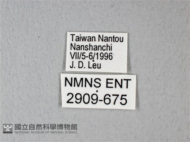 異粉蝶、雌白黃蝶藏品圖，第3張