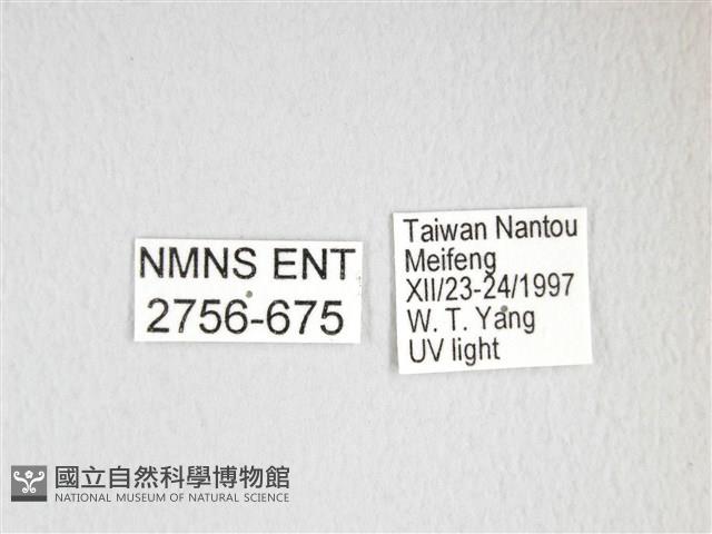 綠目天蠶蛾藏品圖，第3張