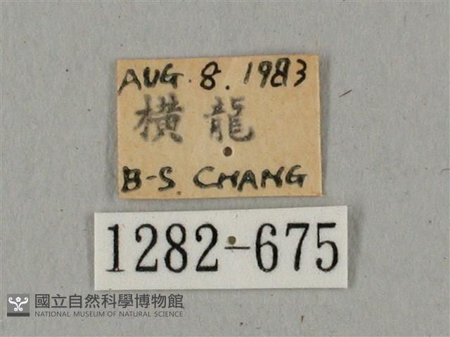 廣東鷹翅天蛾藏品圖，第3張