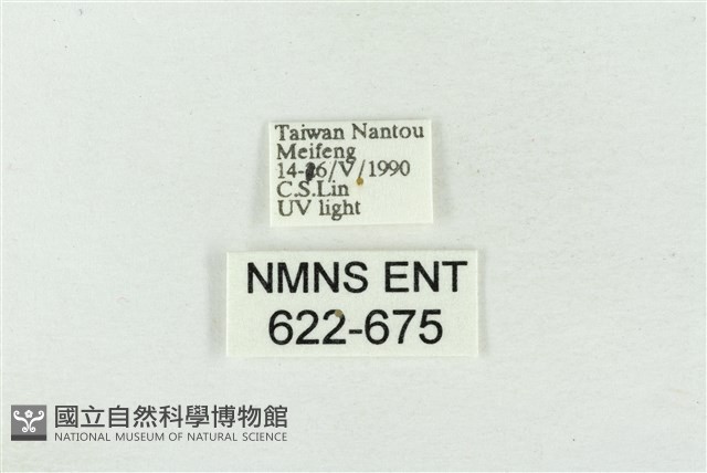 藕太波紋蛾藏品圖，第3張