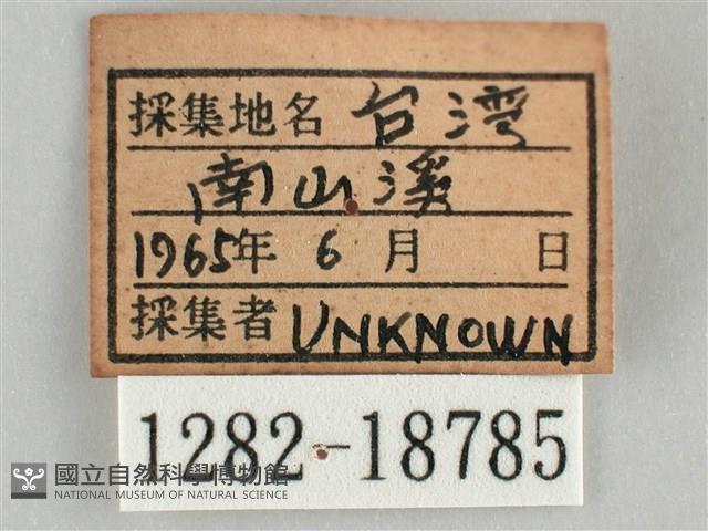 細波遷粉蝶藏品圖，第3張