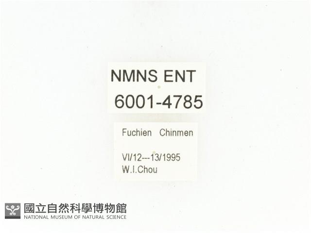 東方白點花金龜藏品圖，第2張