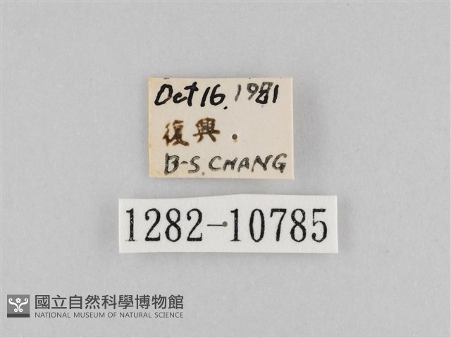 斜紋夜盜蛾藏品圖，第3張
