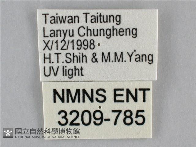 一點擬燈蛾藏品圖，第3張