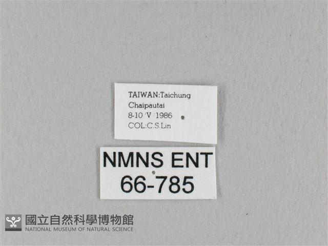 馬尾松枯葉蛾藏品圖，第3張