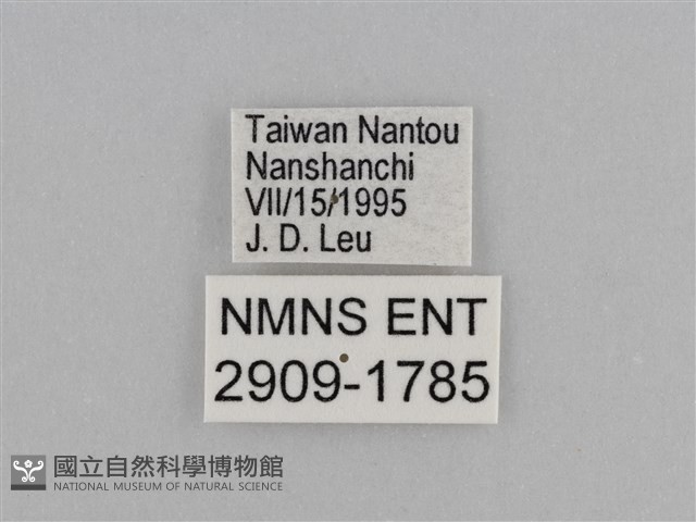 紫帶眉眼蝶藏品圖，第3張