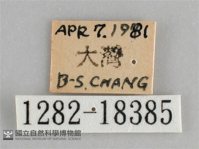 臺灣環蛺蝶藏品圖，第3張