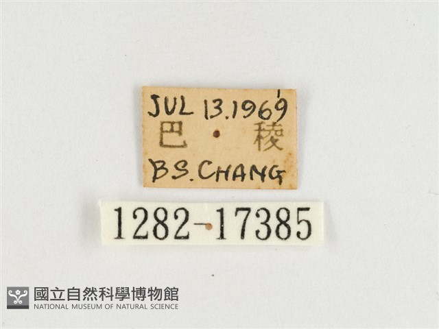 臺灣翠蛺蝶藏品圖，第3張