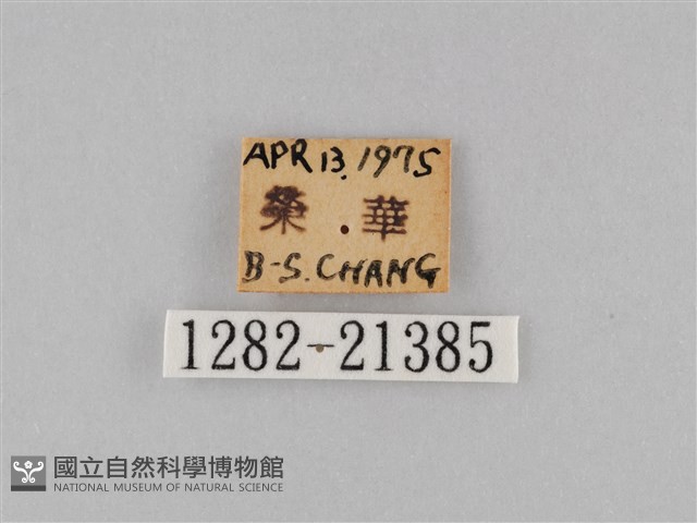 褐翅蔭眼蝶藏品圖，第3張