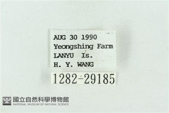 粉紅帶散紋夜蛾藏品圖，第3張