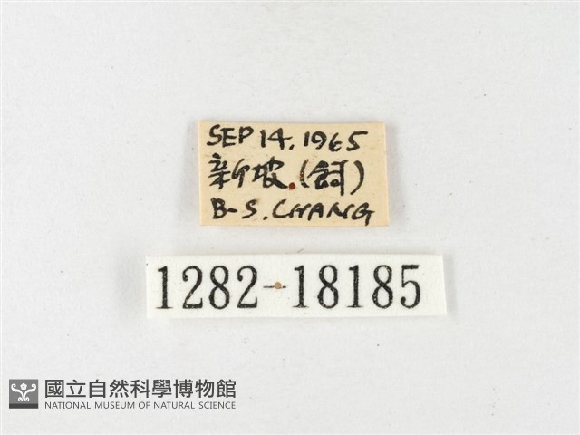 島嶼黃蝶、江崎黃蝶藏品圖，第3張