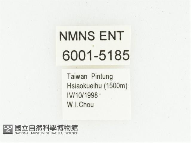 偽橫斑黑花金龜藏品圖，第2張