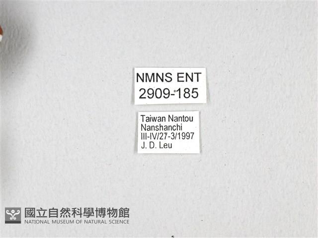 斑鳳蝶藏品圖，第3張