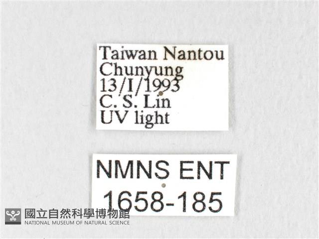 銀肩枯葉蛾藏品圖，第3張