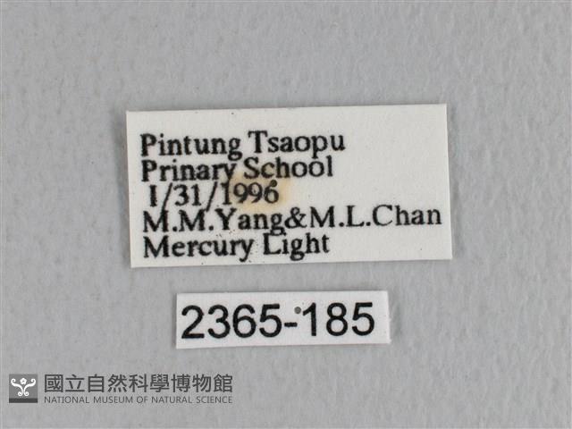 薄翅枯葉蛾藏品圖，第3張