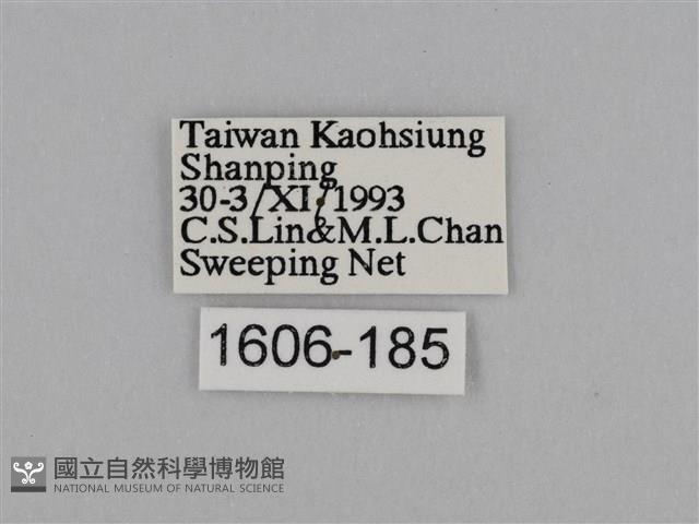 亮色黃蝶藏品圖，第3張