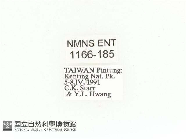金艷騷金龜藏品圖，第2張