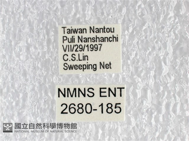 無尾白紋鳳蝶藏品圖，第3張