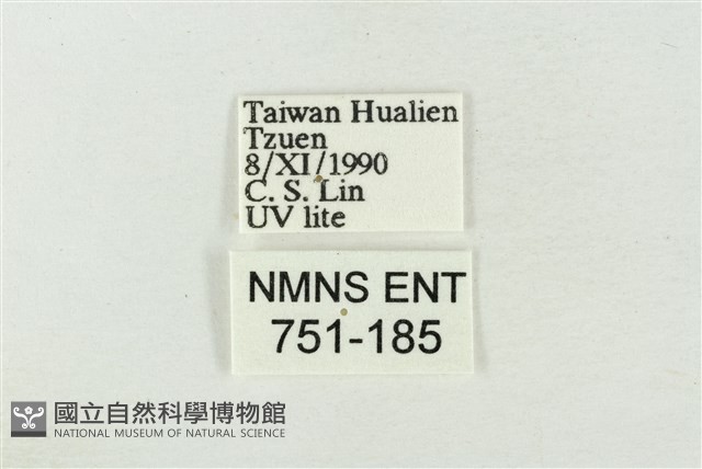 印華波紋蛾藏品圖，第3張