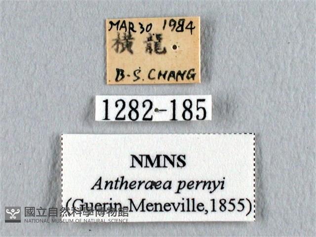 姬透目天蠶蛾藏品圖，第3張