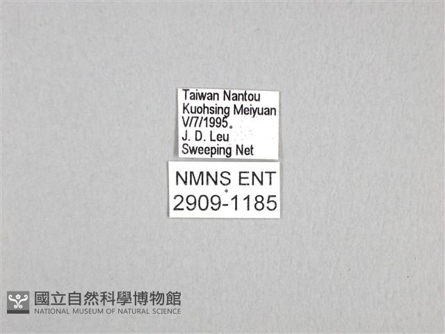 劍鳳蝶藏品圖，第3張