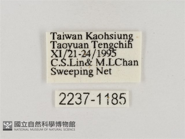 淡褐脈粉蝶藏品圖，第3張