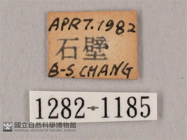 黑角六點天蛾藏品圖，第3張