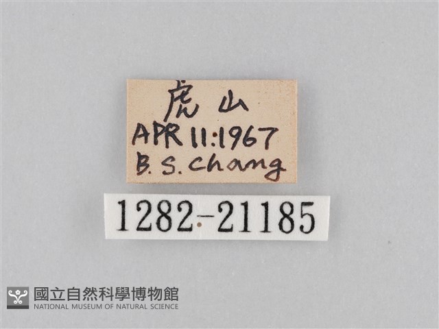 大波眼蝶藏品圖，第3張