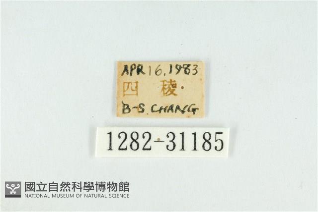 霧社環波紋蛾藏品圖，第3張