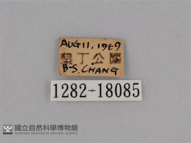 亮色黃蝶藏品圖，第3張