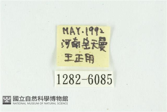 白斑散紋夜蛾藏品圖，第3張