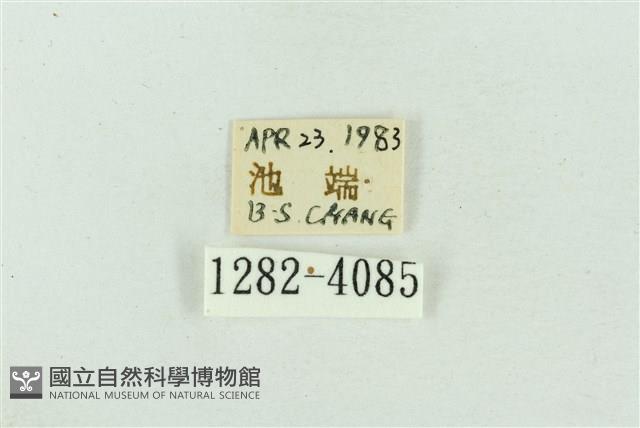 菊池污燈蛾藏品圖，第3張