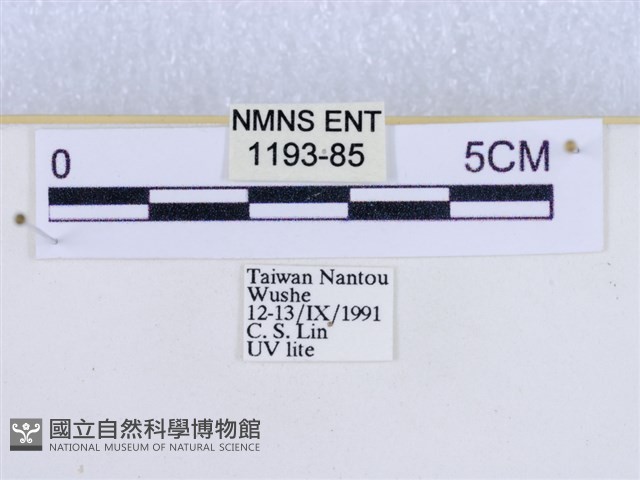 粉蝶燈蛾藏品圖，第3張