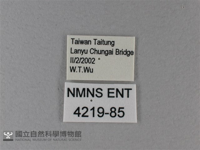 黑脈樺斑蝶藏品圖，第3張