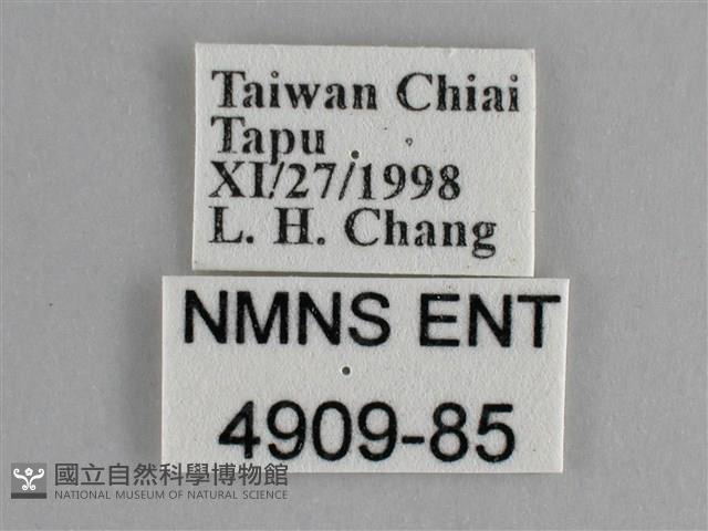 纖粉蝶、黑點粉蝶藏品圖，第3張