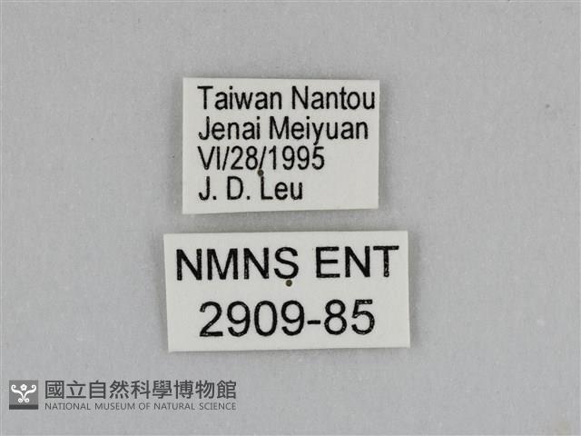 豔粉蝶藏品圖，第3張