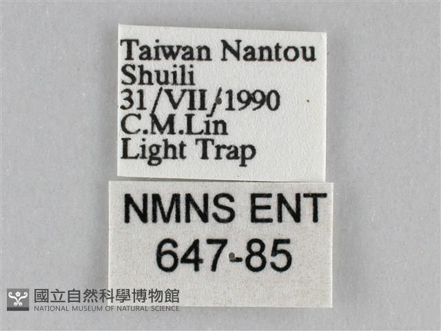 橙擬燈蛾藏品圖，第3張