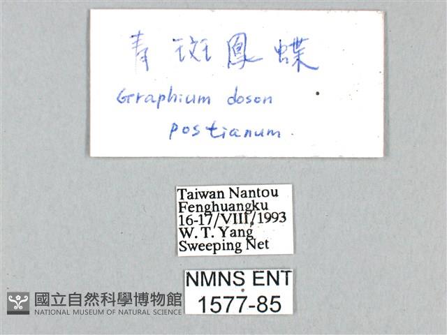 木蘭青鳳蝶藏品圖，第3張