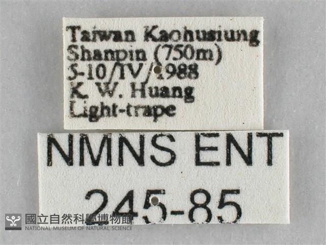 橙擬燈蛾藏品圖，第3張