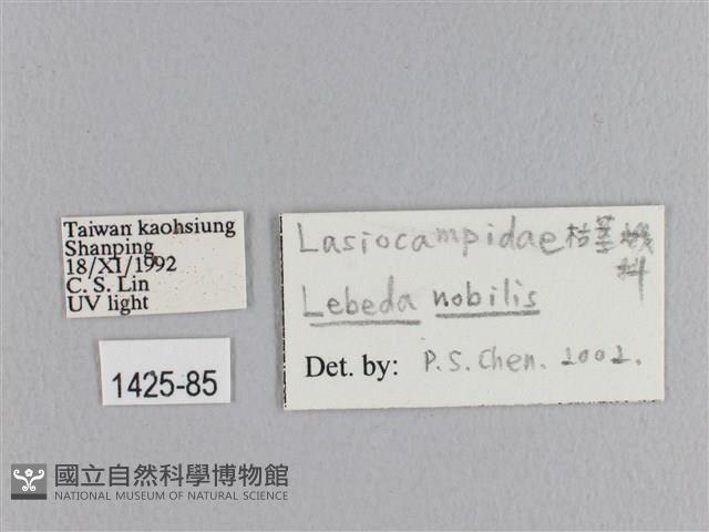 松大毛蟲藏品圖，第3張