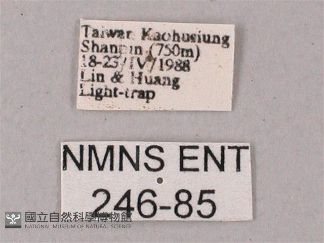 綠背斜紋天蛾藏品圖，第3張