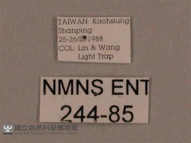 背線天蛾藏品圖，第3張